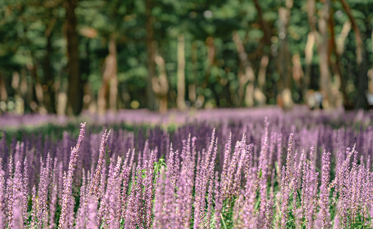 자연이 살아 숨쉬는<br> 에코 라이프